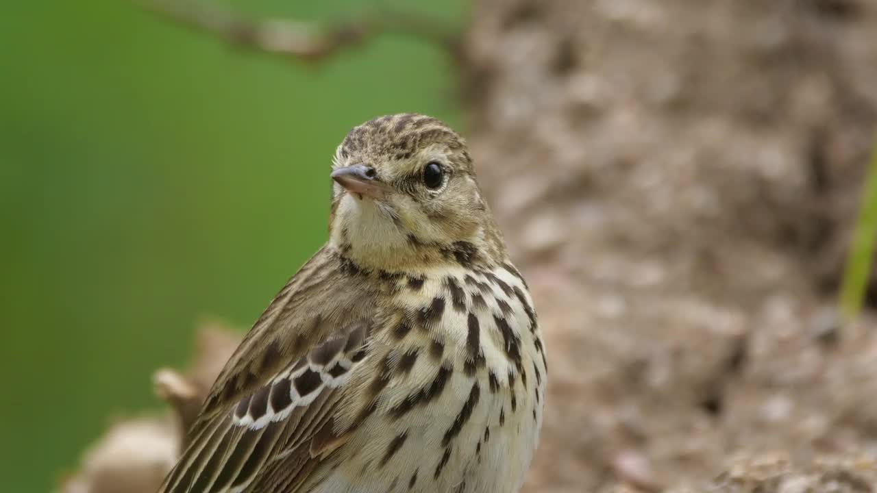 白桦树鹨(白花Anthus trivialis)春季鸣禽，白俄罗斯