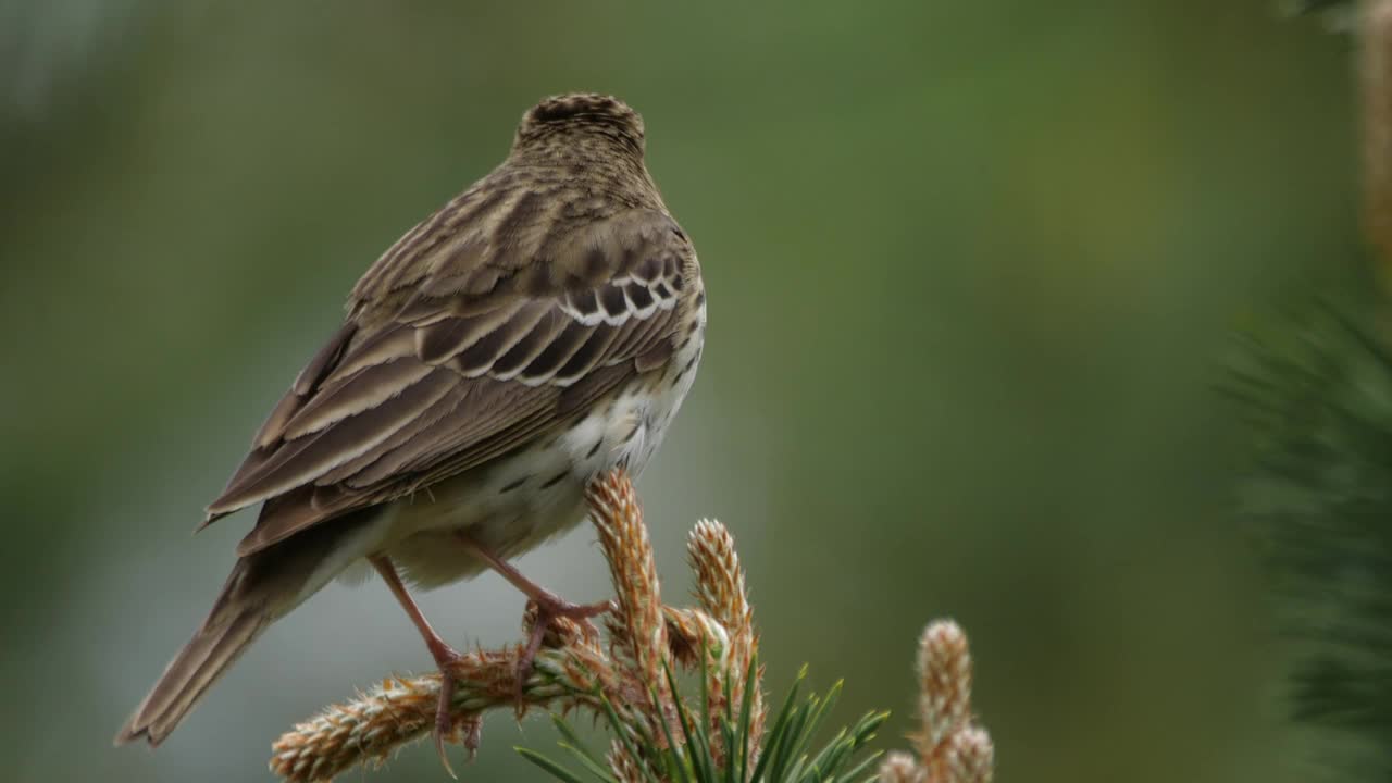 白桦树鹨(白花Anthus trivialis)春季鸣禽，白俄罗斯