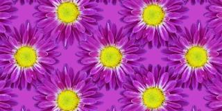 创造性的动画模式菊花在紫罗兰的背景。花卉无缝循环动画