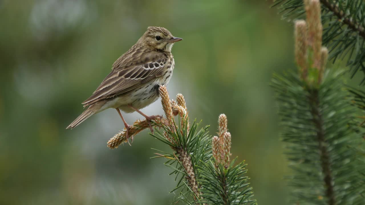 白桦树鹨(白花Anthus trivialis)春季鸣禽，白俄罗斯