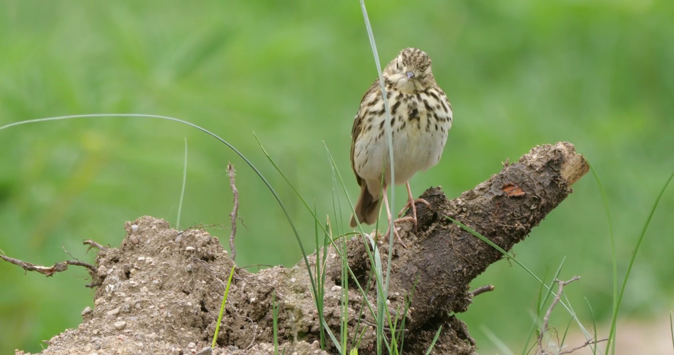 白桦树鹨(白花Anthus trivialis)春季鸣禽，白俄罗斯