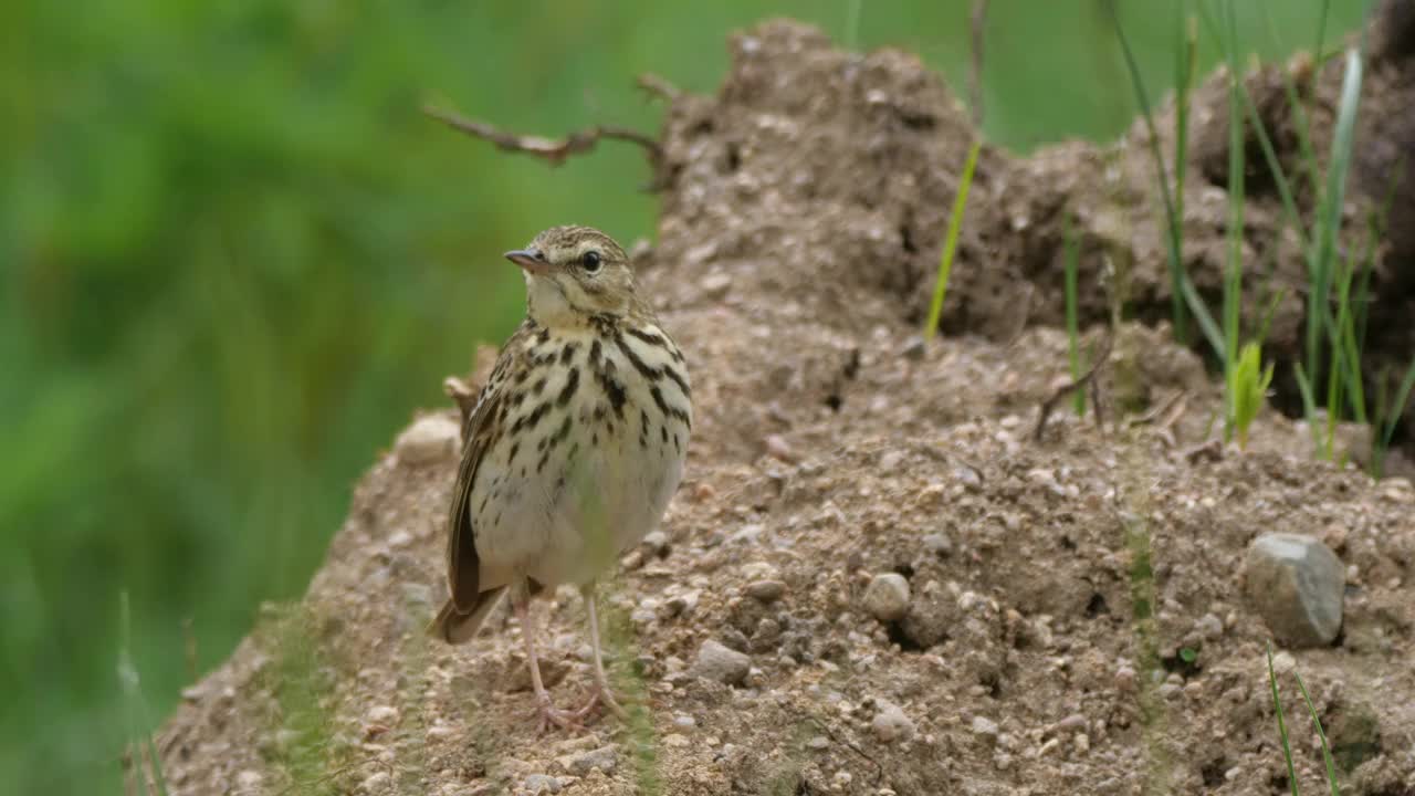 白桦树鹨(白花Anthus trivialis)春季鸣禽，白俄罗斯