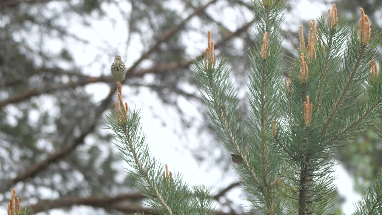 白桦树鹨(白花Anthus trivialis)春季鸣禽，白俄罗斯