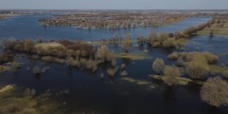 在高水位期间，树木被水淹没。树在水中。白俄罗斯图罗夫附近普里皮亚季河的春天洪水景观。