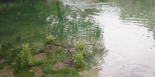 漂浮在河面上的鸭子