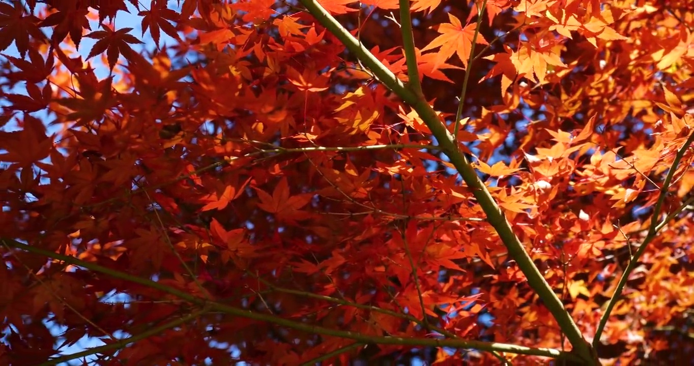红色的树叶。从正下方拍摄。