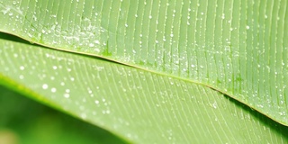 在雨季，雨落在绿色的香蕉叶上