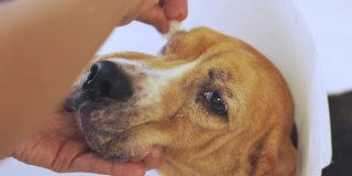 近距离4K的老比格犬，带着保护性塑料项圈，在主人人的手中清洁着眼睛，表达了动物和人类对照顾她的宠物的爱和友谊，表达了善良。