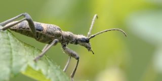 爱沙尼亚有黑点的长角甲虫