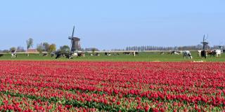 典型的荷兰景观，有风车、奶牛和郁金香