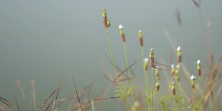 湖边草地的特写镜头