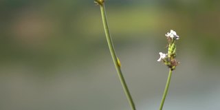 湖边草地的特写镜头