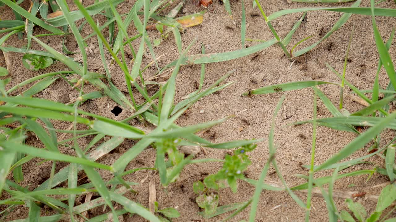 草上有活跃的蚂蚁的蚁丘