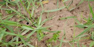 草上有活跃的蚂蚁的蚁丘