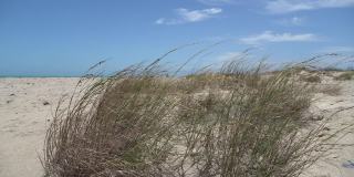 夏季，炎热的微风吹过生长在海岸线上的海滩草。