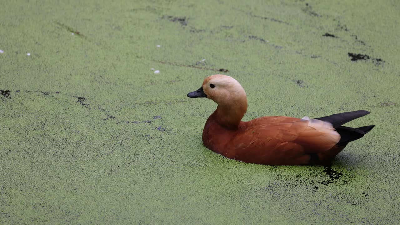 鸭子在盛开的湖面上。红毛鸭是鸭科的一员。Tadorna ferruginea在湖中游泳。4K慢动作120帧的视频