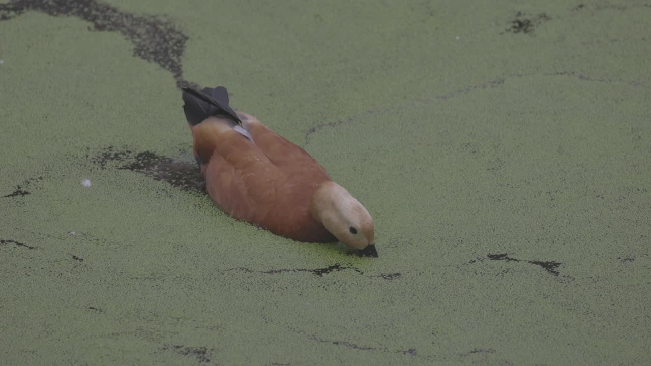 鸭子在盛开的湖面上。赤魟魟魟是魟科的一员。在湖面上游泳的塔多娜·费鲁吉纳。4K慢动作120 fps视频，ProRes 422，未分级C-LOG 10位
