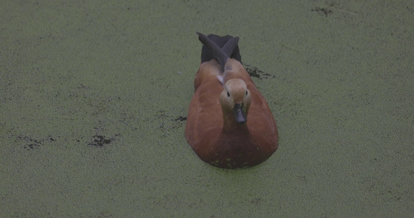 鸭子在盛开的湖面上。红毛鸭是鸭科的一员。Tadorna ferruginea在湖中游泳。4K慢动作120 fps视频，ProRes 422，未分级C-LOG 10位