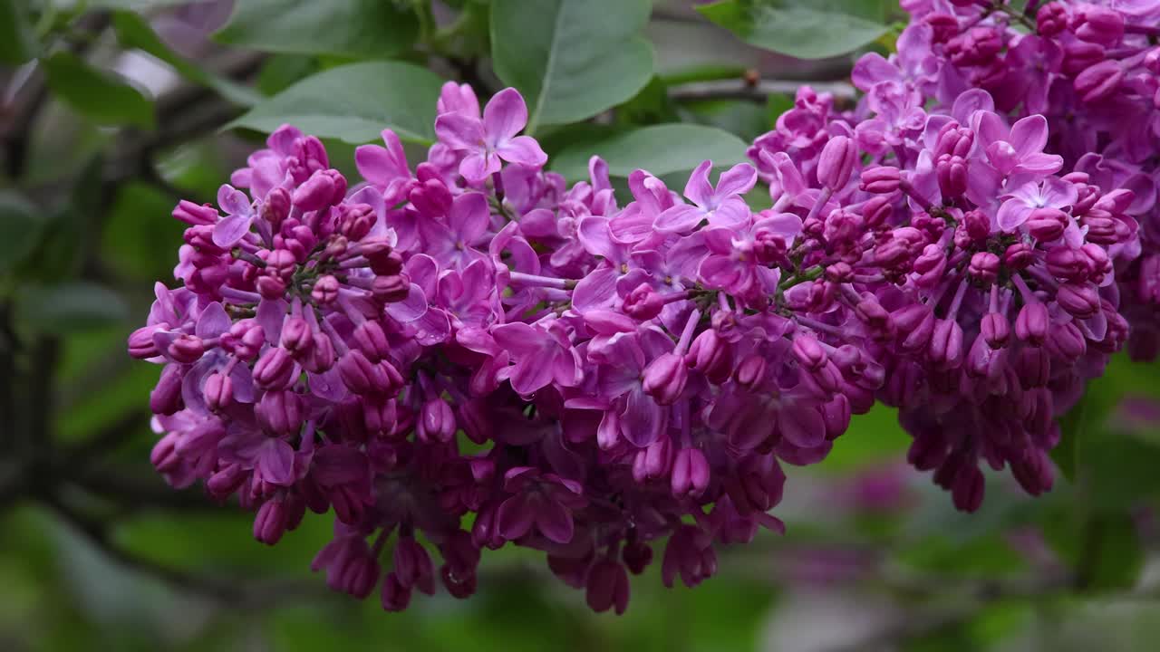 合上新鲜的紫丁香花