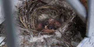 刚出生的雏鸟在巢里，饥饿的燕子宝宝张开黄色的嘴巴