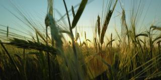 在田野或草地上收获谷物。青稞穗子随风飘动，夕阳西下，天空湛蓝。自然,自由,空间。阳光将透过谷类作物的茎部照耀