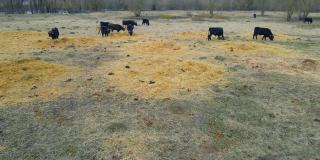 牧场上的一群野牛。大自然中的牛。野生动物的概念。