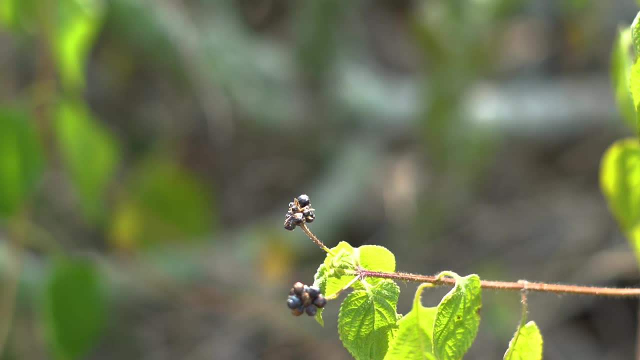 树上浆果的特写镜头