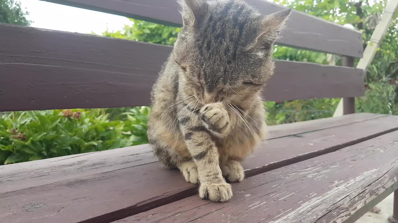 一只成年的灰色虎斑猫坐在花园的木凳上，饭后被彻底清洗