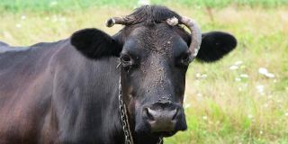 在草地上吃草的黑斑牛。奶牛在美丽的田野上吃着长草。农场和农业概念。全高清分辨率视频。缓慢的运动。