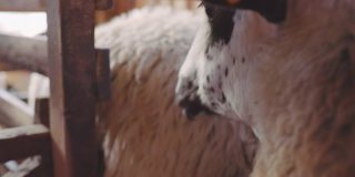 羊养殖。每天结束时在奶牛场手工挤奶。家畜牧场的传统耕作方式。