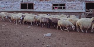 羊养殖。在一天结束的时候，他走进了一个畜牧场的谷仓。传统农业。