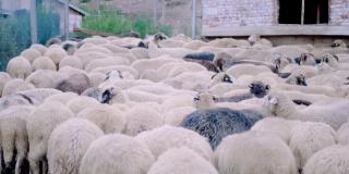羊养殖。在一天结束的时候，他走进了一个畜牧场的谷仓。传统农业。