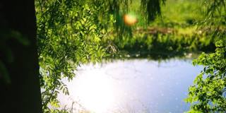 蓝色的小池塘，绿树绿草环绕。夕阳倒映在水面上