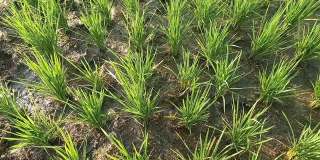 稻田里一片绿色的水稻叶子