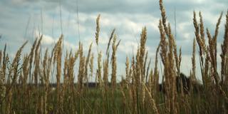 潘帕斯草在天空中，抽象的自然背景柔软的Cortaderia