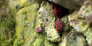 兵虫或无翅红虫、哥萨克虫、森林虫、花园虫是红虫科的一种昆虫。