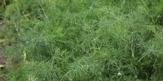 新鲜的绿色莳萝生长在草本花园床上