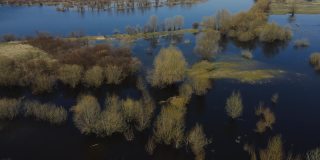 在高水位期间，树木被水淹没。树在水中。白俄罗斯图罗夫附近普里皮亚季河的春天洪水景观。