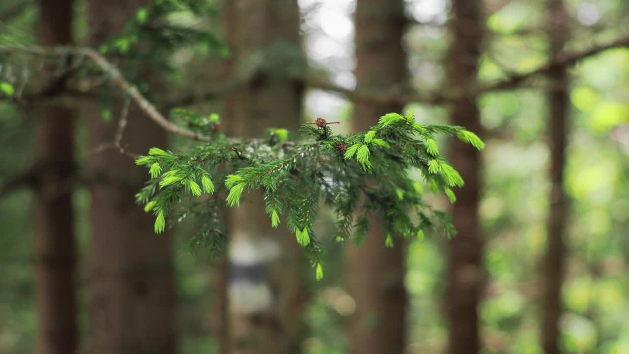 森林中的松枝背景特写