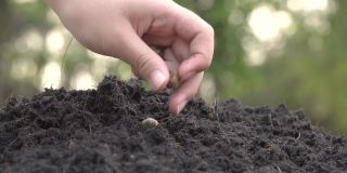 园丁将种子手工播种到泥土中。农民用手在土壤中播种成行。工业人民成长自然概念。