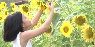 在温柔的阳光下，快乐的亚洲小女孩在盛开的向日葵间嬉戏。孩子和向日葵，夏天，自然和乐趣。夏天的假期。小女孩在闻向日葵。