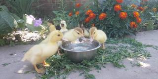 麝香鸭在一碗水中扑通一声，背景是盛开的橙色金盏花