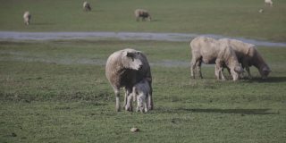 母羊和小羊在大海路上的草地上