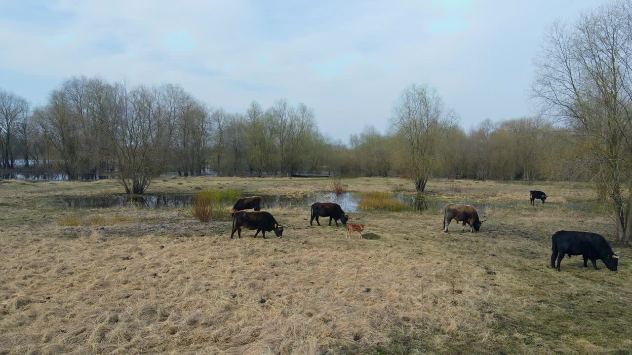 牧场上的一群野牛。大自然中的牛。野生动物的概念。