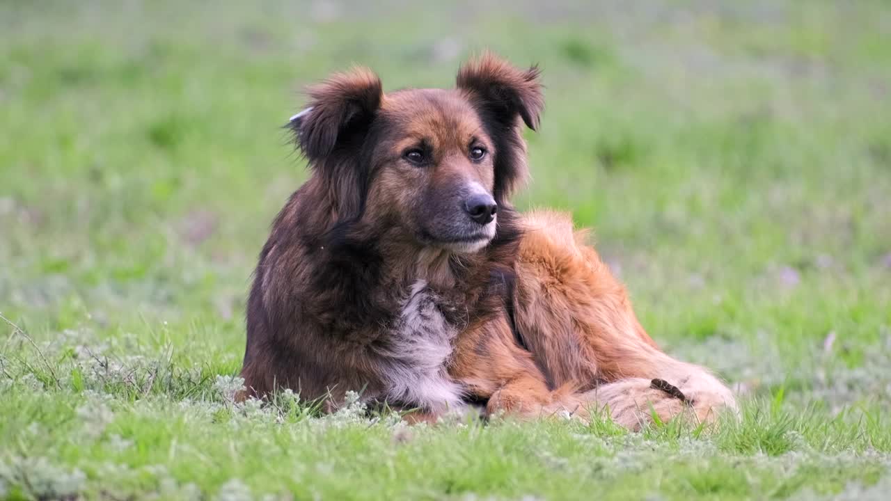 无家可归的姜黄色狗狗在街上和蔼的眼神。孤独的流浪狗平静地看着镜头。一只杂种狗躺在户外的草地上。被遗弃的动物，特写肖像