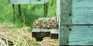 蜂房和蜜蜂