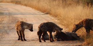 南非克鲁格国家公园的斑点鬣狗