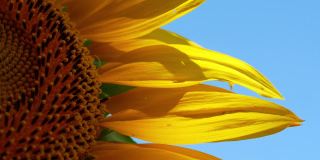 天空背景中一棵黄色的向日葵在风中生长。在阳光明媚的日子里，向日葵在阳光下的特写。