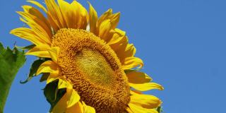天空背景中一棵黄色的向日葵在风中生长。在阳光明媚的日子里，向日葵在阳光下的特写。