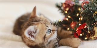圣诞树背景上可爱的条纹小猫